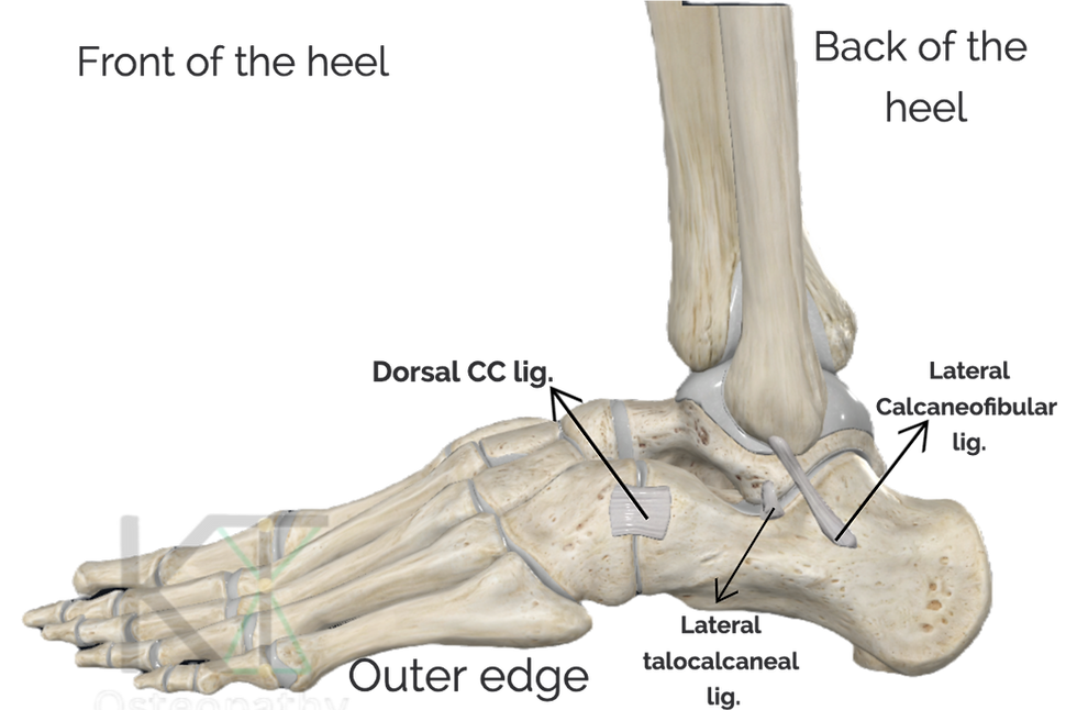 View of outer edge of foot.