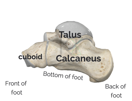 Outer edge of the foot.
