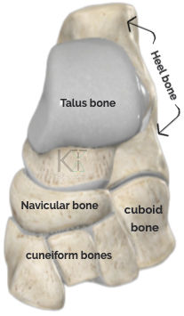 The tarsal bones, Top down view