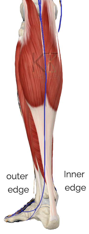 Route of small saphenous vein along back of the calf.