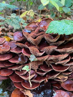 Paddenstoelen op verweerd hout als symbool voor herwaardering en nieuw leven.
