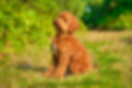 South Downs Alice’s Polly WALA 00099783 by JWUK September 24
