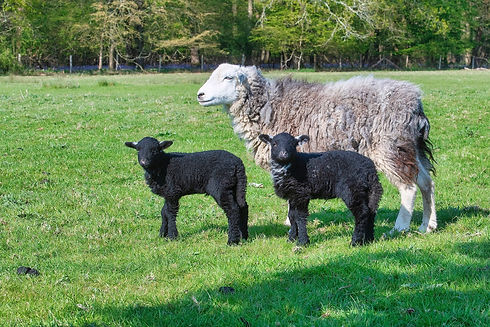 Herdwicks 1.jpeg