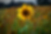 Autumn Sunflower by JWUK