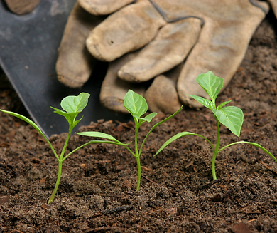 FB-CCS-Planting and replacement-JWUK (1)