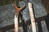 Two handcrafted wooden walking canes resting on weathered wooden blocks outdoors in the sunlight. The cane on the left has a handle made from a natural, Y-shaped brown antler. The cane on the right features a detailed laser-engraved illustration of a deer's head burnt into the light-colored wooden shaft.