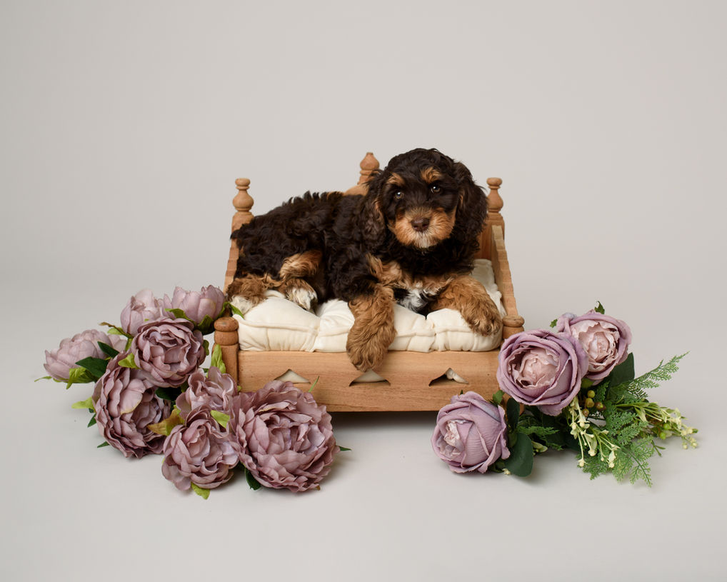 Authentic Australian Labradoodle Puppy. Bred by WALA registered breeder SDAL Eastbourne, East Sussex.