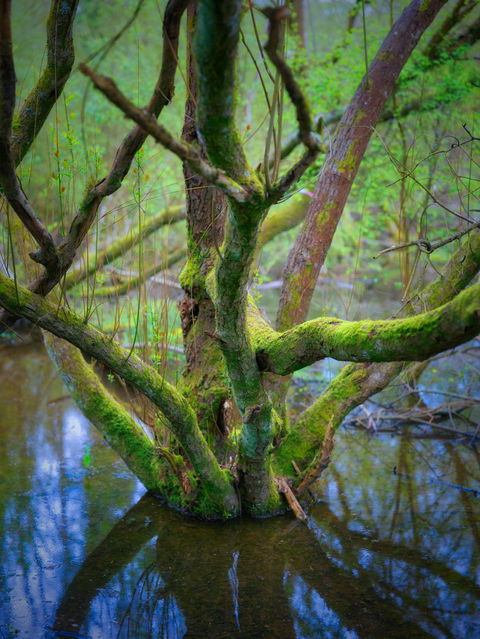 Wetland colours in early Spring by JonnyWattUK  - April 23