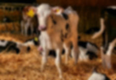 Sutton Hall Heifer - Compressd Edit.jpeg
