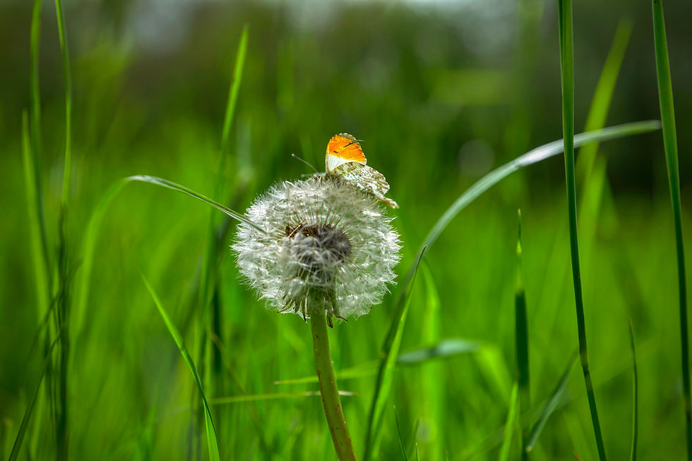 Nature on the GREEN by JonnyWattUK - May 23