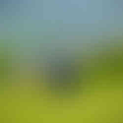 AJ Richardson at the 18th green.