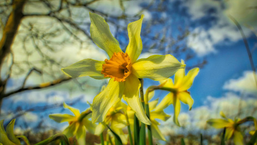Spring In The Garden