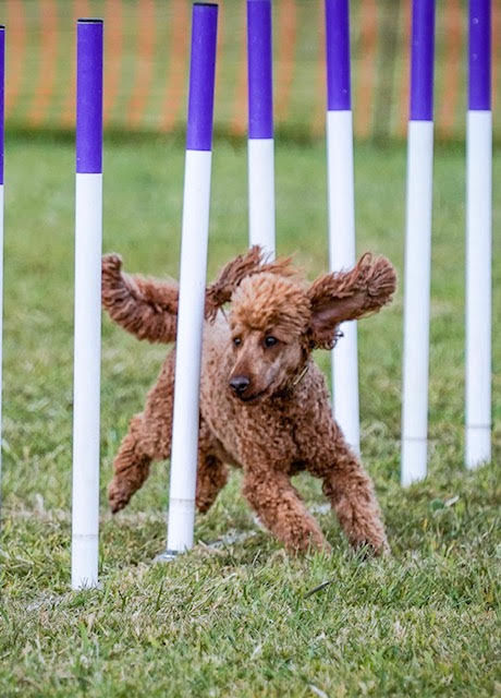 Charlie Does Agility