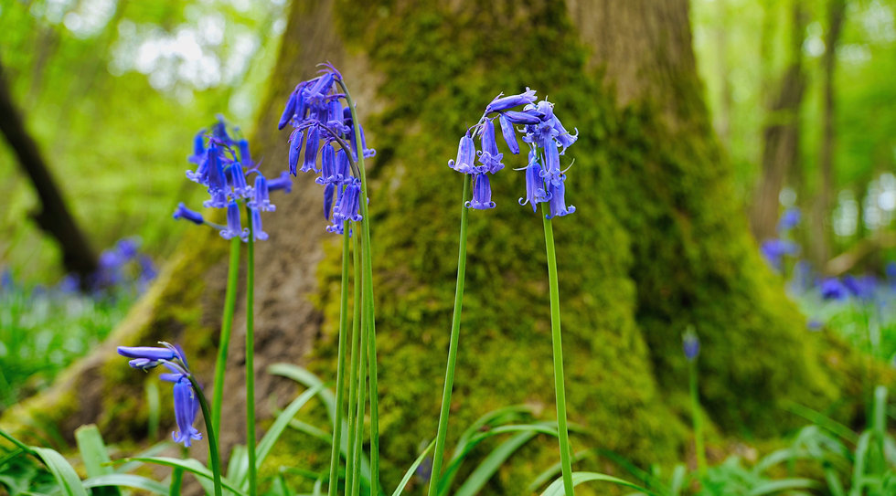 Brockwells Bluebell Woods