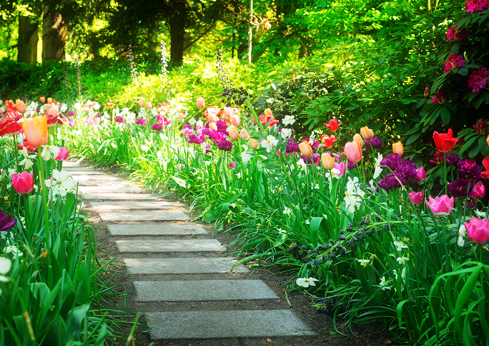 Cobweb - Beautiful Flowering Borders