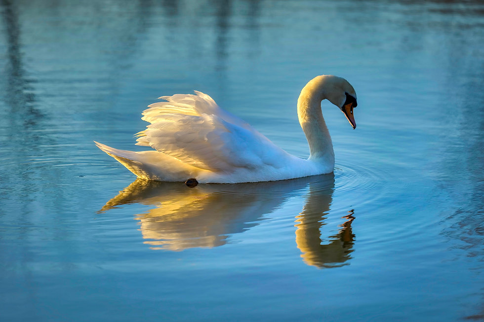 Plashett Lake Swan.jpeg
