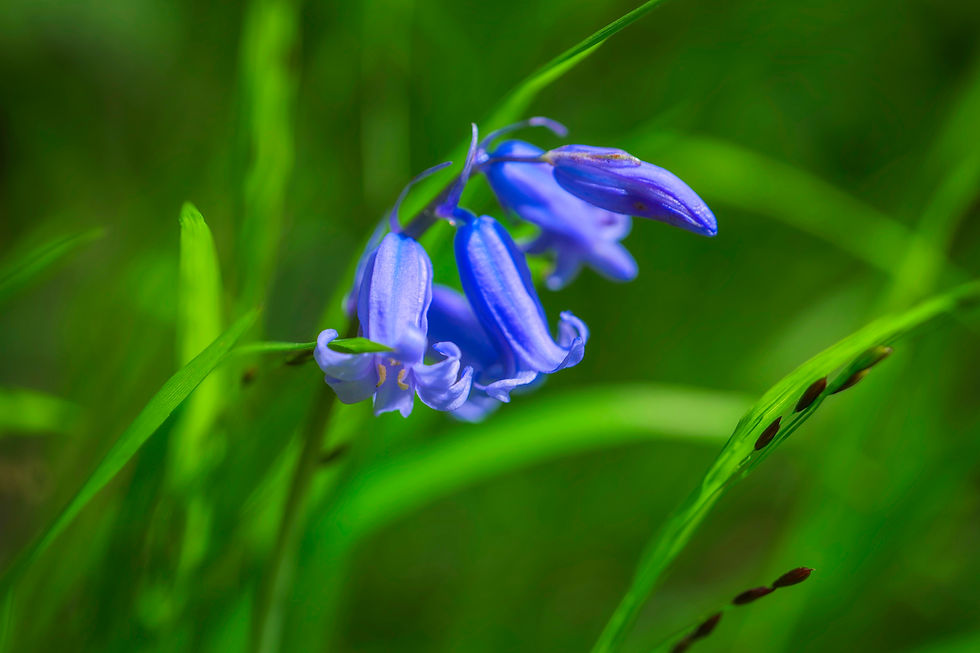 A closeup image of some beautiful bluebells on the Uckfield Millennium green
