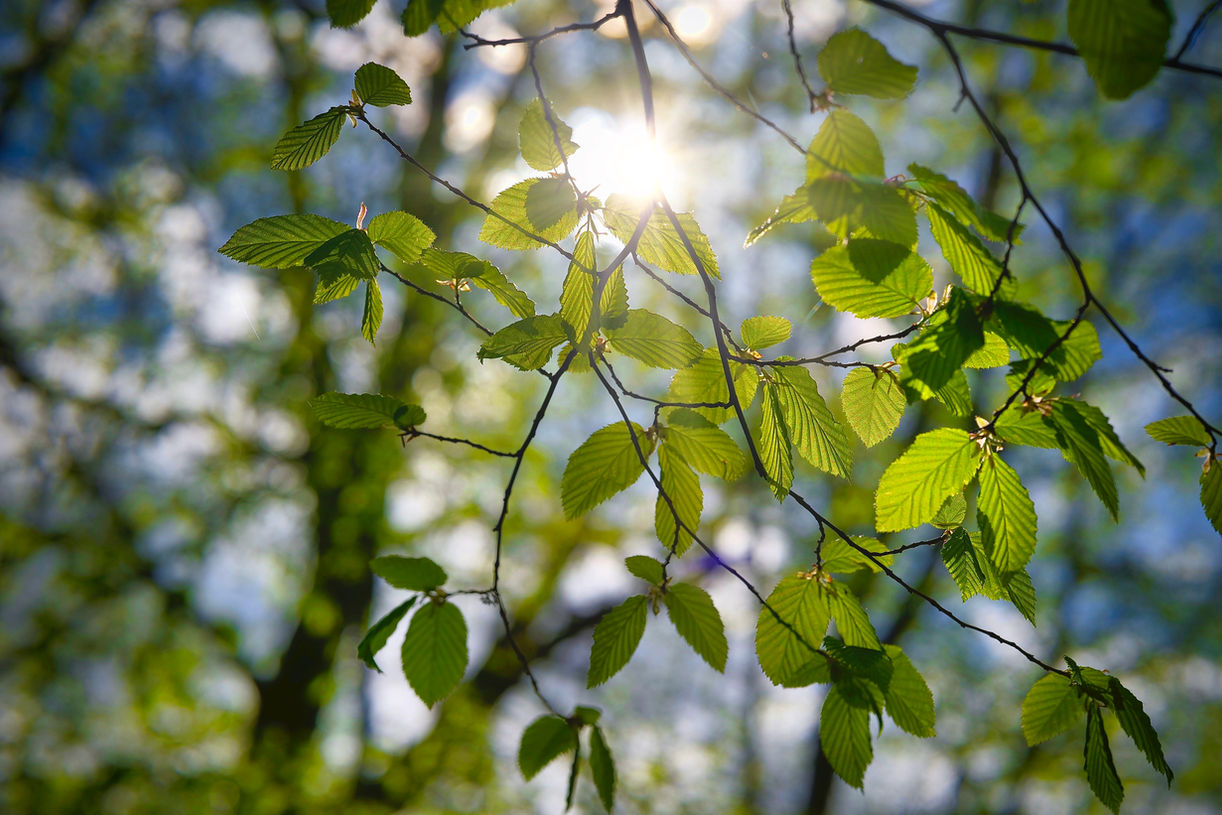 Turning Green 23 by JonnyWattUK - April 23.jpeg