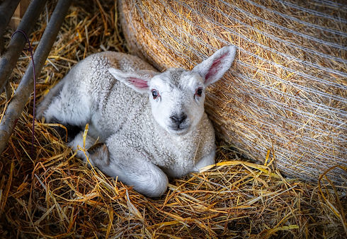 Newborn Lamb.jpeg