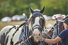 Working Harness Horse Portrait at the Sussex Ploughing Championships.jpeg