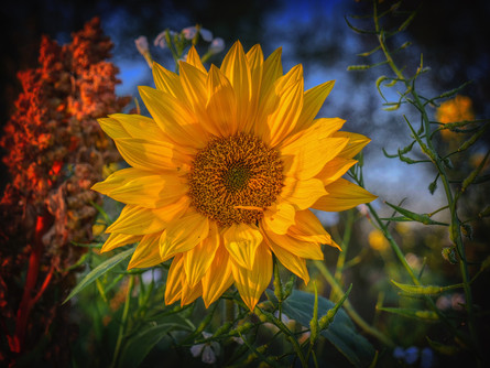 Gorgeous Autumn Sunflower