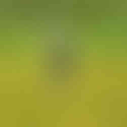 Putting Action and concentration at the 10th Green.