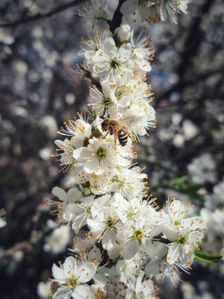 A worker bee gathering pollen from blackthorn blossom in the early spring of 2023
