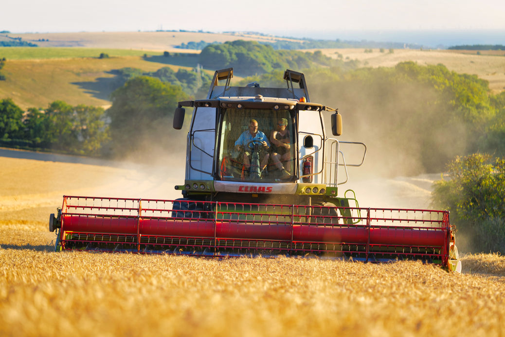 Last Wheat - G Lincoln & Sons Agri - JWUK Aug 22