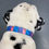 Thumbnail: Shooting Star collar