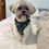 Thumbnail: 'Safari' Dog Harness