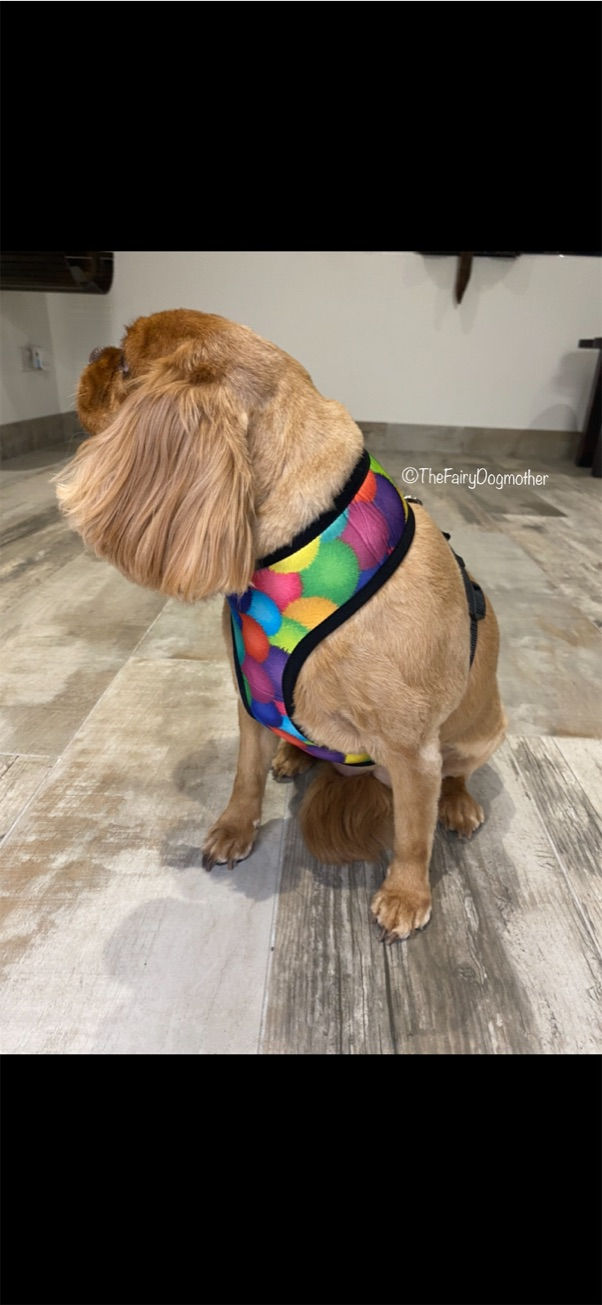 Thumbnail: 'FUNK' Reversible Dog Harness