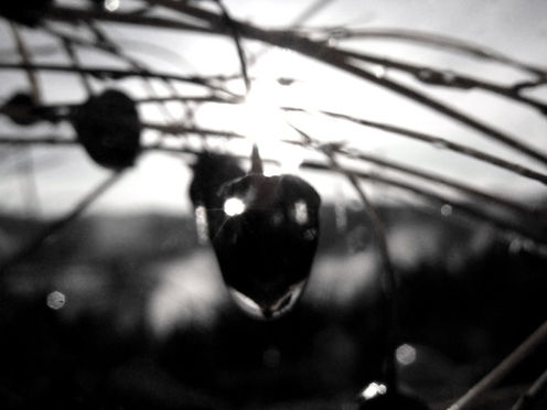 I brought the butterfly outside