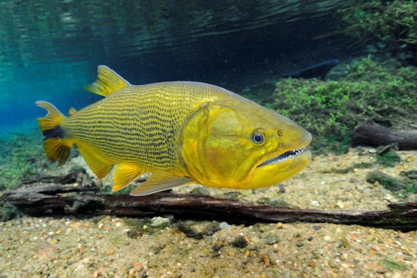 Peixe-dourado