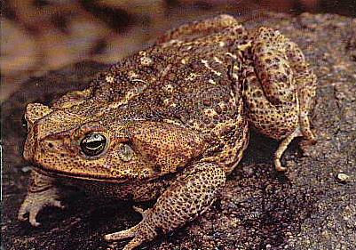 Sapo-cururu
