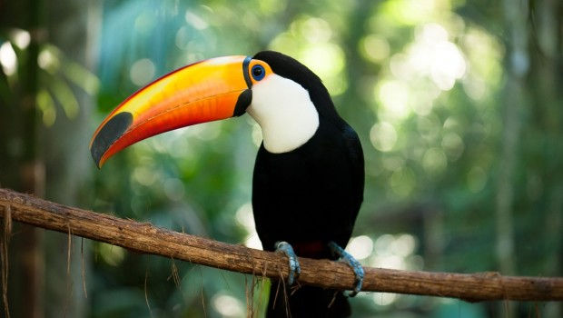 Tucano