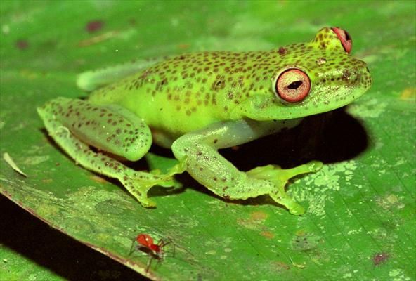 Perereca-verde