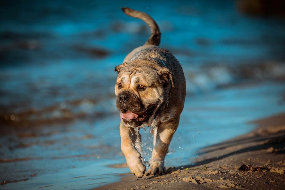 Best-kadebo.com, купить кадебо, Кобель ка де бо для вязок,