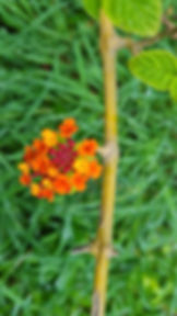 ree