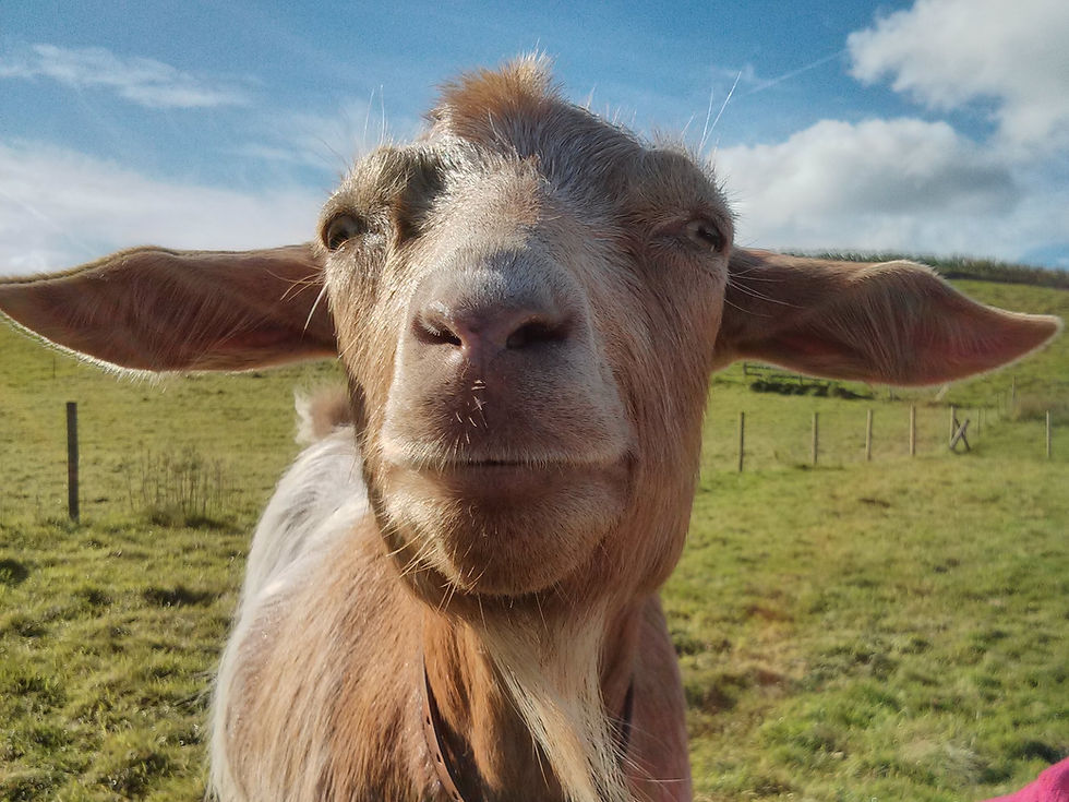 Spartacus the goat