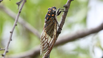 DSC_3756 False Cherrynose Cicada.jpg