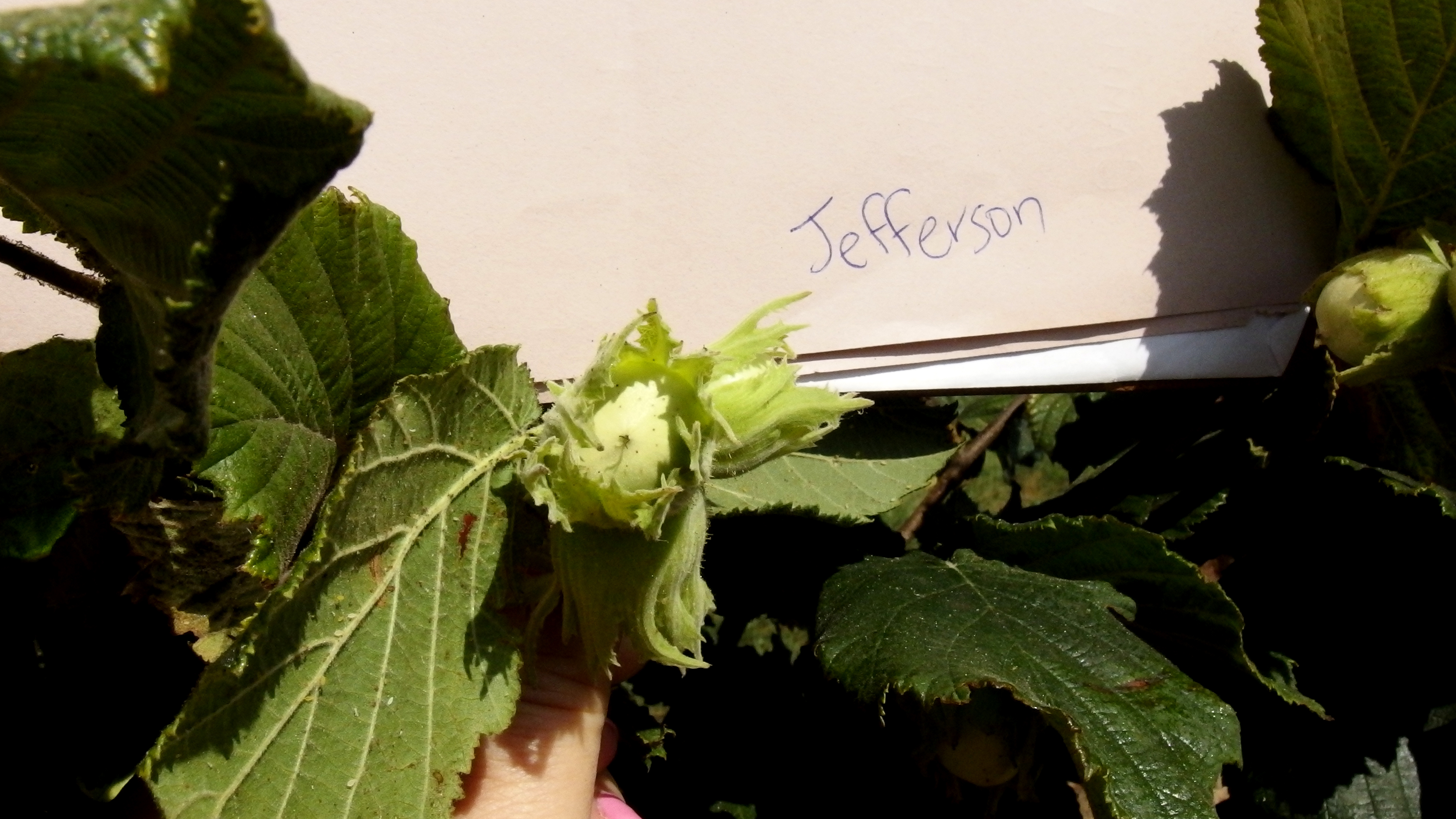 Hazelnut Varieties and Compatibility Earthgen Tree Nursery