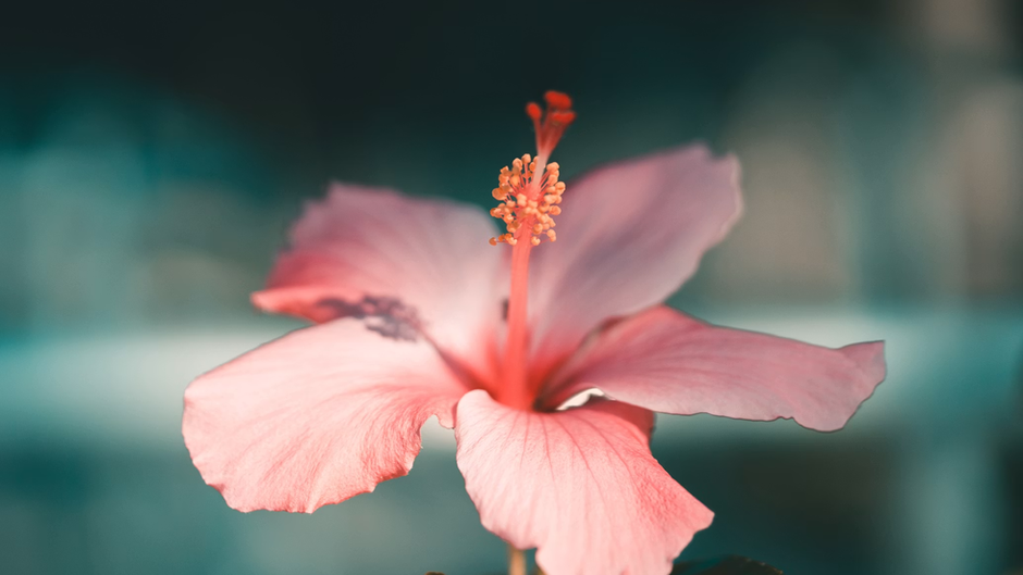 flkor hibisco