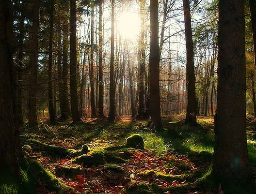 Wald im Herbst