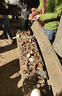Pilze Rheinhessen, Marion Bertram, die Pilzberaterin, Pilzberaterin, mobile Pilzschule