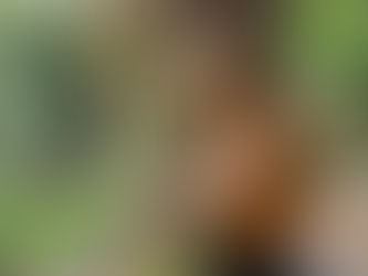 Voyage artistique en Martinique : nature, lumière, histoire et pratiques créatives nourrissent le regard d’une artiste entre peinture, végétal et transmission.