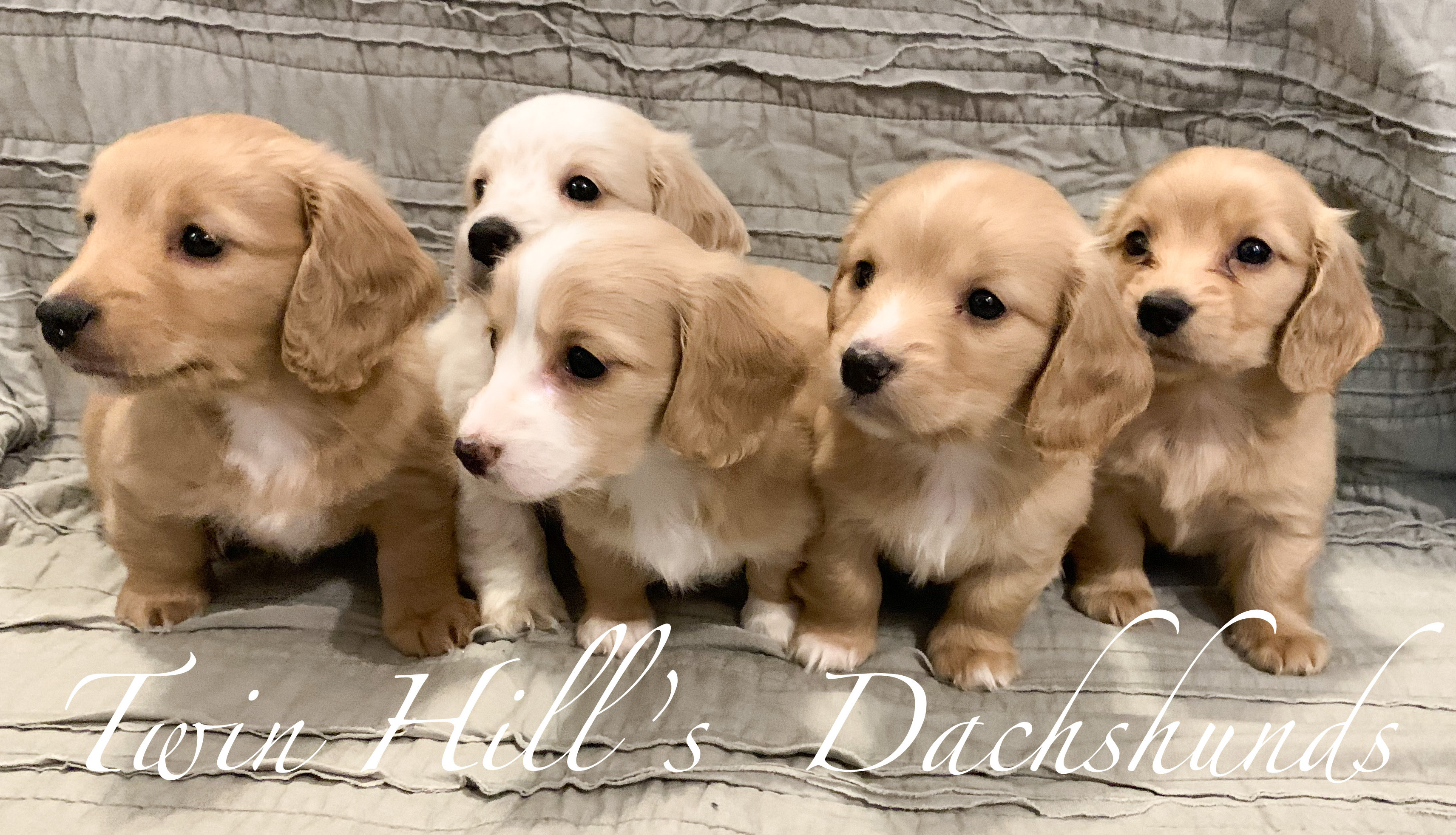 Home Twin Hill s Dachshunds