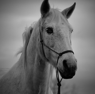 DSC_0279.jpeg