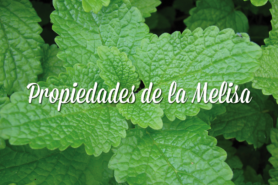 naturalista_propiedades_de_la_melisa