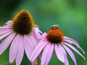 Las innumerables propiedades de la equinácea
