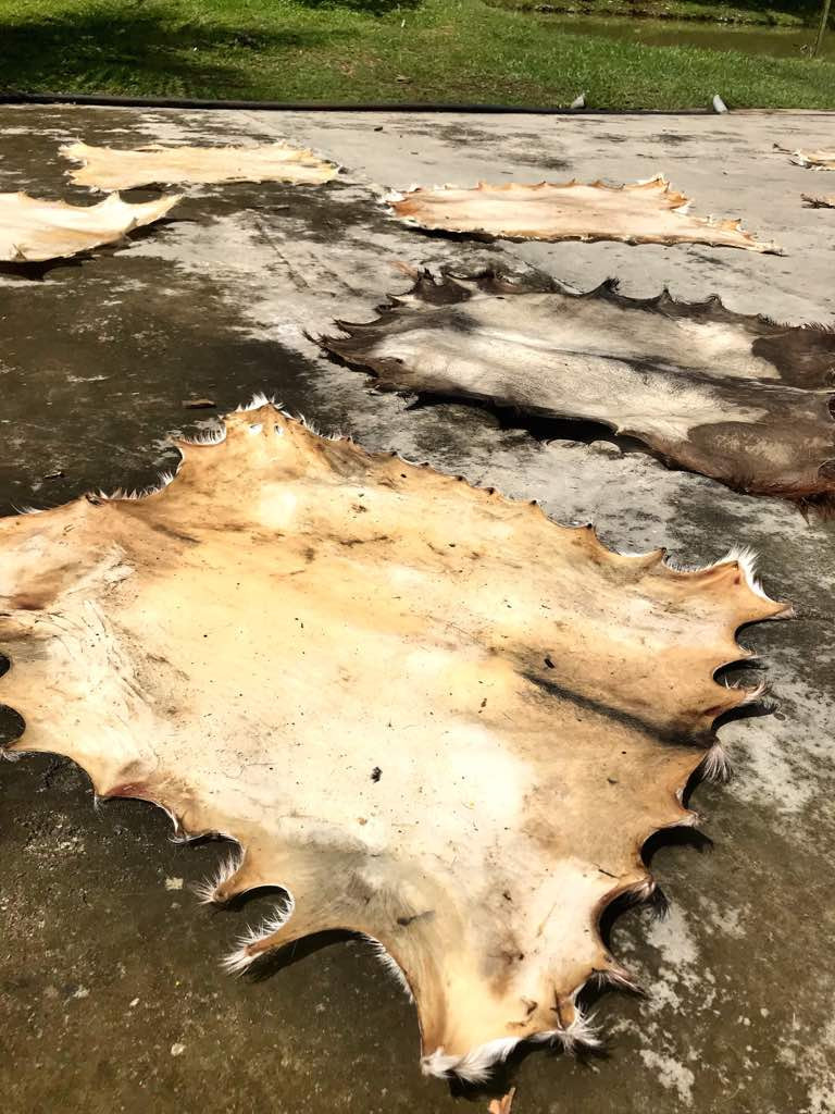 Goat's skin drying process